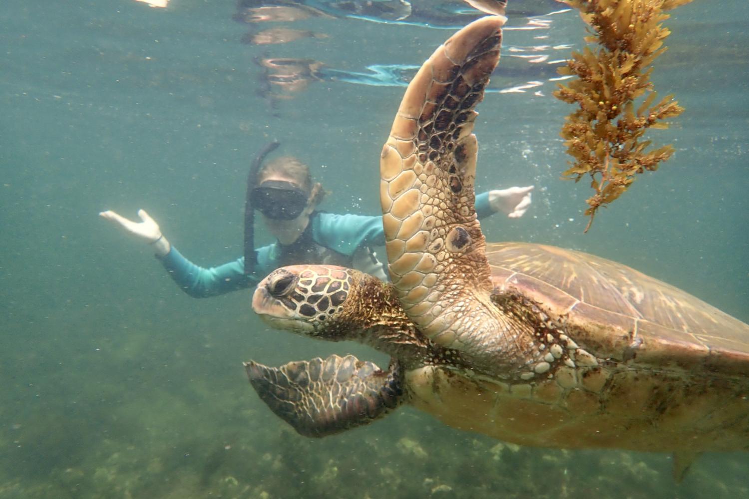 一名<a href='http://ulpb6a2.extenderplugin.com'>博彩网址大全</a>学生在Galápagos群岛游学途中与一只巨龟游泳.